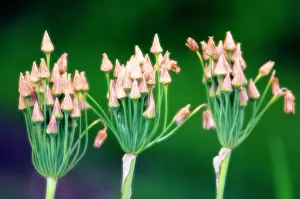 Siculum: Nectaroscordum