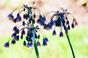Siculum: Nectaroscordum