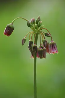 Siculum: Nectaroscordum