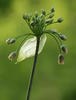 Connected: Nectaroscordum