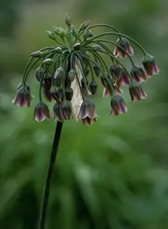 Connected: Nectaroscordum