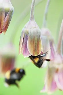 Siculum: Nectaroscordum siculum bulgaricum, Nectaroscordum, Purple, B