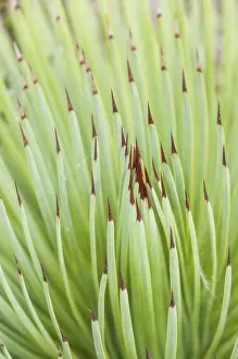 Stricta: Detail of Needle agave (Agave striata), Liguria, Italy