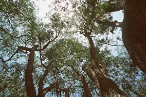 Chris Brunskill: NEEM TREE - looking up at canopy