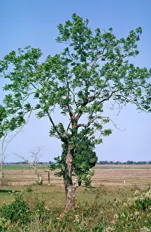Toothbrush: NEEM TREE / Toothbrush Tree