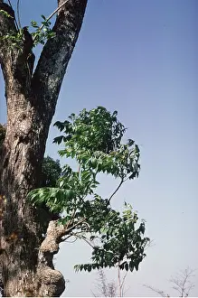 Ardea London: NEEM TREE / Toothbrush Tree