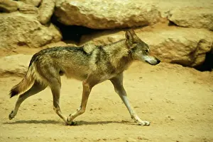 Arabs: Negev / Arabian WOLF