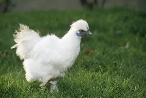 Negre: Negre-soie Hen