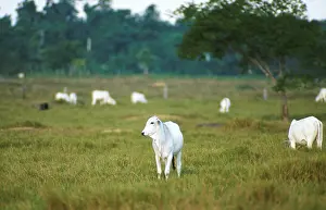 Ranches: Nelore beef cattle