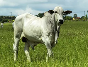 Beef: Nelore Bull in Brachiaria pasture