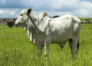 Beef: Nelore Bull in Brachiaria pasture