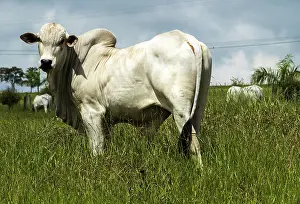 Beef: Nelore Cattle
