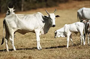 Venezuela: Nelore Indian cows - farming