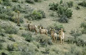 Nelsoni: Nelson Desert Bighorn / Big-Horn SHEEP