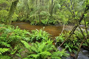 Meanders: Nelson Falls creek meanders through lush, cool
