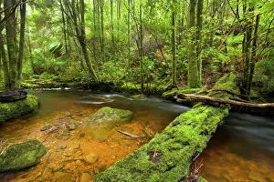 Meanders: Nelson Falls creek meanders through lush, cool