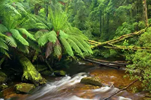 Meanders: Nelson Falls creek meanders through lush, cool
