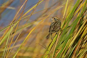 Spartina: Nelson's / Nelson's Sharp-tailed Sparrow - in fall
