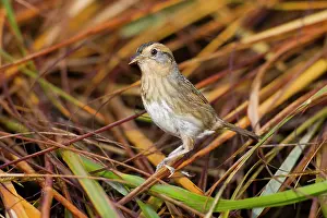 Spartina: Nelson's / Nelson's Sharp-tailed Sparrow - in fall