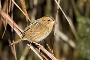 Spartina: Nelson's / Nelson's Sharp-tailed Sparrow - in fall