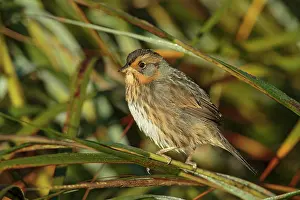 Sparrows: Nelson's Sharp-tailed Sparrow Ammodramus nelsoni in fa