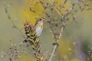 150617: Nelson's Sparrow during fall migration in Connecticut