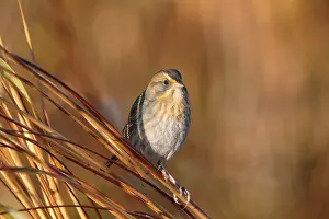 Nelsons: Nelsons Sparrow / Nelson's Sharp-tailed Sparrow