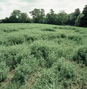 Patch: Nematode damage to pea