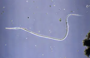 Striatus: Nematode (Euplidogaster striatus) worm
