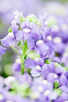 Jewels: Nemesia Fleurie Blue