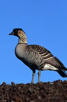 Nene: Nene Goose