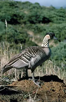 Maui: Nene Goose