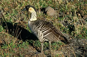 Maui: Nene Goose