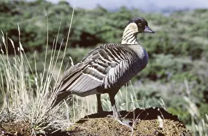 Maui: Nene Goose (Branta sandvicensis)