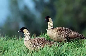 Nene: Nene / Hawaiian GEESE - X2, side view