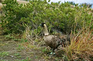 Nene: Nene / Hawaiian GOOSE - on volcanic slope