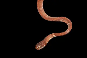 Indica: Neo-tropical snail-eater (Dipsas indica) at night