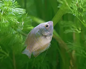 Neon: Neon Blue Dwarf Gourami - variant of dwarf - female
