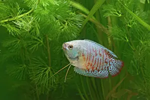 Neon: Neon Blue Dwarf Gourami - variant of dwarf - male