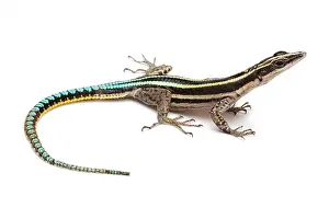 Neon: Neon Blue-tailed Tree Lizard on white background