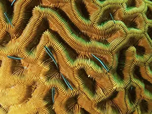 Neon: Several neon goby (Elacatinus oceanops) in brain