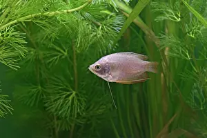 Neon: Neon Red Dwarf Gourami - variant of dwarf - female