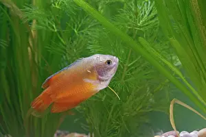 Neon: Neon Red Dwarf Gourami - variant of dwarf - male