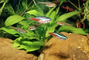 Neon: Neon TETRA - Aquarium fish