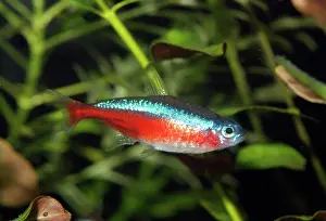 Neon: Neon Tetra - Blackwater rivers