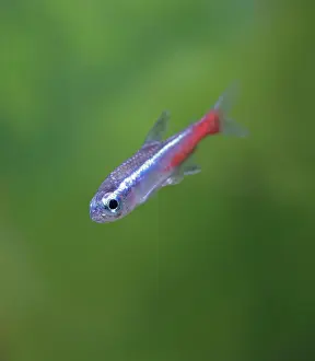 Neon: Neon tetra E side view, tropical freshwater