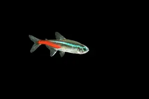 Neon: Neon Tetra FISH