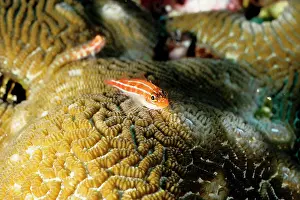 Neon: Neon triplefin, captured for acquariums