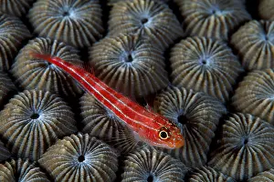 Neon: Neon triplefin, Helcogramma striata, Walindi, West New Brita