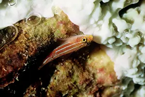 Neon: Neon triplefin - sitting upside down under a table